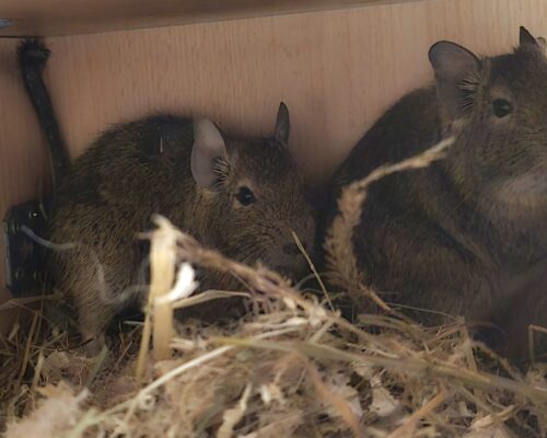 Degu- Schwestern